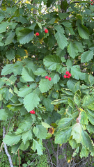Crataegus laevigata