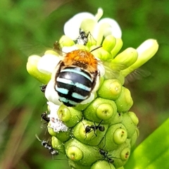 Zonamegilla