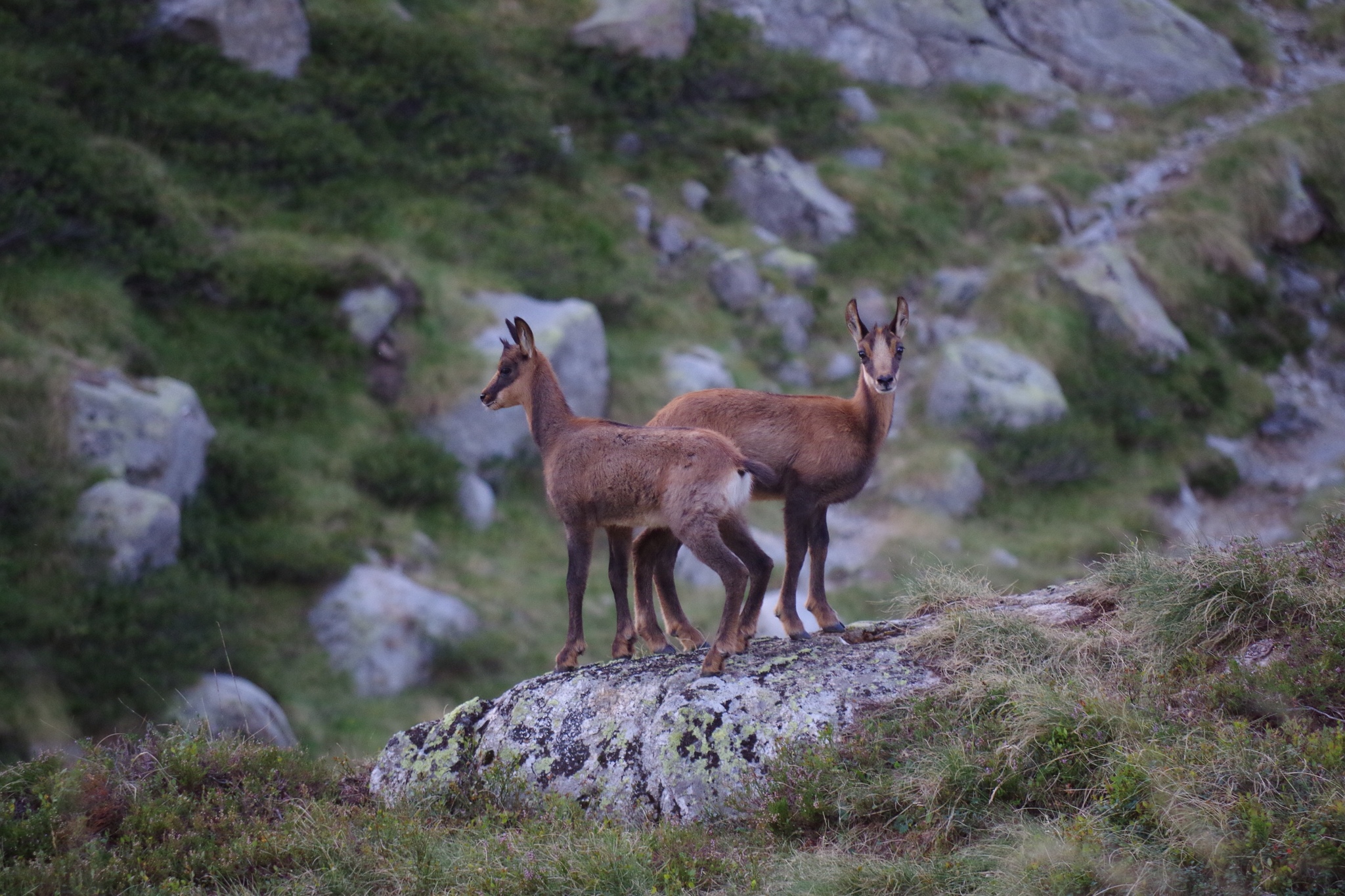 Northern Chamois (Rupicapra rupicapra) · iNaturalist