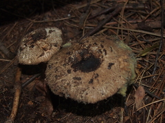 Chlorophyllum brunneum