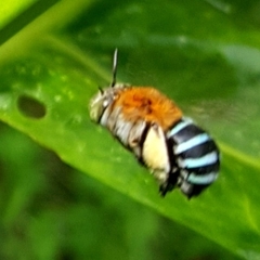Zonamegilla