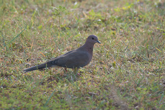 Streptopelia senegalensis