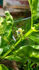 Zonamegilla