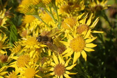 Helophilus lapponicus