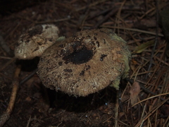 Chlorophyllum brunneum