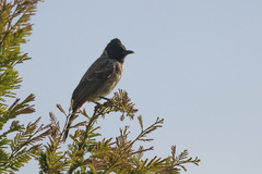 Pycnonotus cafer