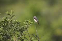 Pericrocotus cinnamomeus