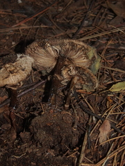 Chlorophyllum brunneum