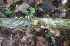 Biscogniauxia atropunctata