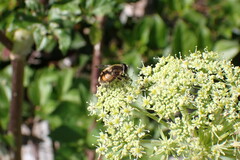 Eristalis anthophorina