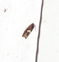 Epiblema otiosana