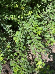 Ligustrum quihoui