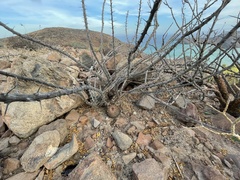Mammillaria petrophila