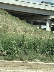 Bothriochloa barbinodis