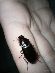 Harpalus pensylvanicus