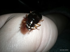 Harpalus pensylvanicus