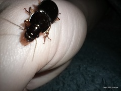 Harpalus pensylvanicus