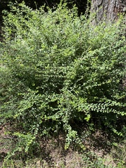 Ligustrum quihoui
