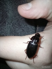 Harpalus pensylvanicus