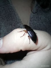 Harpalus pensylvanicus