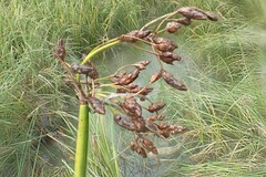 Schoenoplectus tabernaemontani