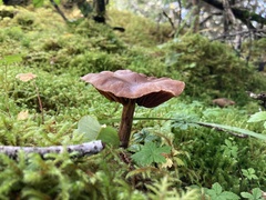 Laccaria bicolor