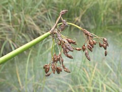 Schoenoplectus tabernaemontani