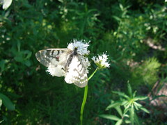 Parnassius clodius