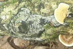 Biscogniauxia atropunctata