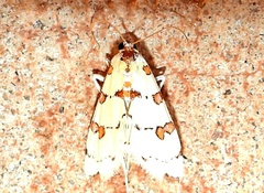 Conchylodes octonalis