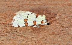 Conchylodes octonalis