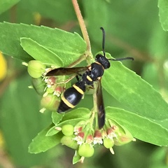 Parancistrocerus perennis
