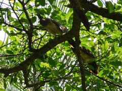 Ortalis poliocephala