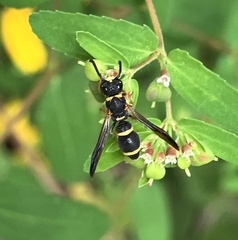 Parancistrocerus perennis