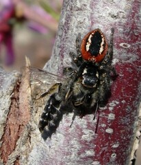Philaeus chrysops