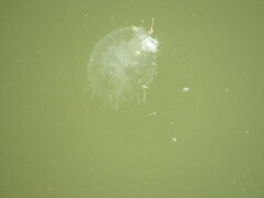 Chrysaora chesapeakei