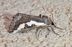 Euscirrhopterus gloveri