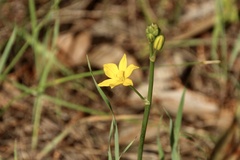 Bulbine semibarbata