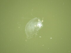 Chrysaora chesapeakei