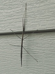 Parabacillus hesperus