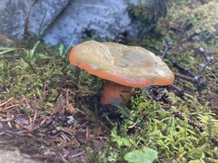 Lactarius aurantiosordidus
