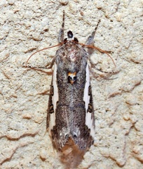 Euscirrhopterus gloveri