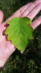 Crataegus holmesiana