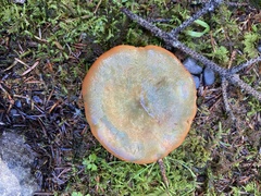 Lactarius aurantiosordidus