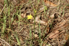Bulbine semibarbata