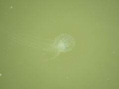 Chrysaora chesapeakei