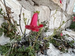 Penstemon baccharifolius