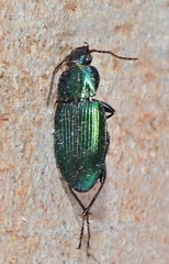 Poecilus scitulus