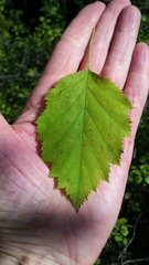 Crataegus holmesiana