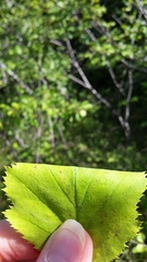 Crataegus holmesiana